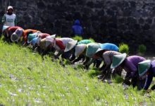 Para petani sedang menandur padi. Foto: Antara
