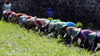 Para petani sedang menandur padi. Foto: Antara