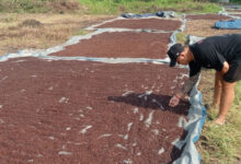 Petani di Lebak bersemangat karena harga cengkih melonjak. Foto: LBKN Antara