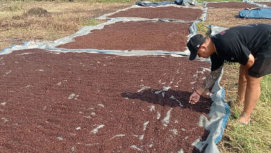Petani di Lebak bersemangat karena harga cengkih melonjak. Foto: LBKN Antara