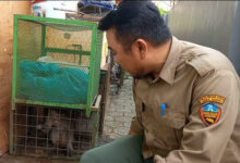 Kepala BKSDA Jabar Wilayah Banten, Andre Ginson menunjukan monyet liar yang ditangkap. Foto: Aden Hasanudin