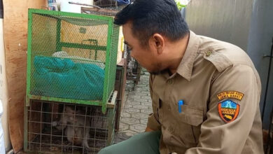 Kepala BKSDA Jabar Wilayah Banten, Andre Ginson menunjukan monyet liar yang ditangkap. Foto: Aden Hasanudin