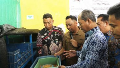 Wakil Bupati Serang, Muhammad Najib Hamas melihat budi daya maggot. Foto Antara