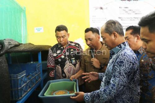 Wakil Bupati Serang, Muhammad Najib Hamas melihat budi daya maggot. Foto Antara
