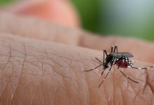 Nyamuk Aedes Agypti, pembawa virus Demam Berdarah. Foto: Istimewa