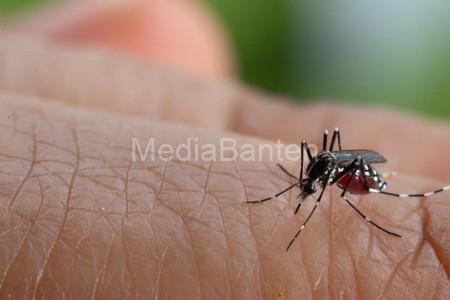 Nyamuk Aedes Agypti, pembawa virus Demam Berdarah. Foto: Istimewa