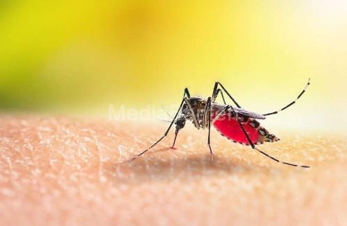 Nyamuk Aedes Aegypti sebagai pembawa penyakit DBD. Foto: Istimewa