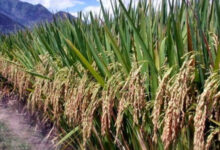 Padi Gogo. Foto: Istimewa