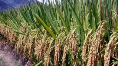 Padi Gogo. Foto: Istimewa