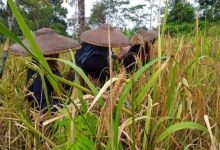 Padi gogo di Kabupaten Lebak. Foto: Antara