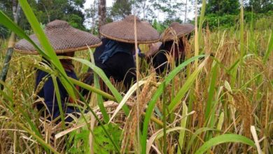 Padi gogo di Kabupaten Lebak. Foto: Antara