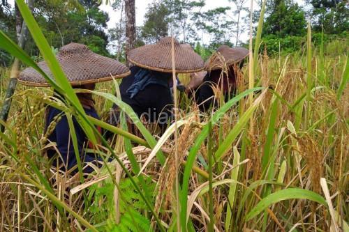 Padi gogo di Kabupaten Lebak. Foto: Antara