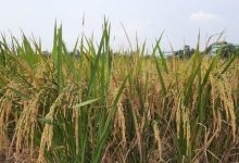 tanaman padi terancam puso. Foto Antara