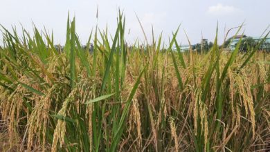 tanaman padi terancam puso. Foto Antara