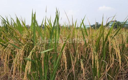 tanaman padi terancam puso. Foto Antara