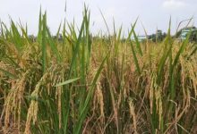 Padi tahan kering untuk antisipasi el nino. Foto: Web Pemkab Tangerang