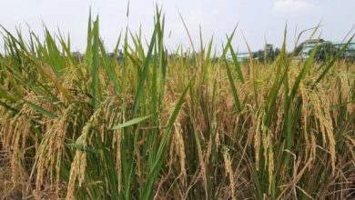 Padi tahan kering untuk antisipasi el nino. Foto: Web Pemkab Tangerang