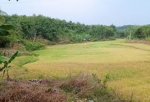 Benih padi lokal yang ditanam di Kabupaten Lebak. Foto: LKBN Antara