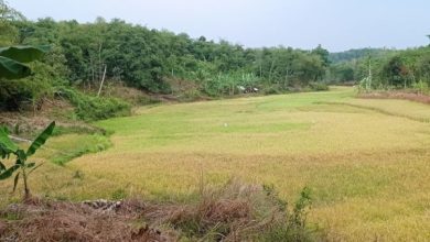 Benih padi lokal yang ditanam di Kabupaten Lebak. Foto: LKBN Antara