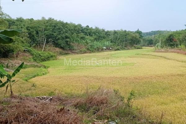 Benih padi lokal yang ditanam di Kabupaten Lebak. Foto: LKBN Antara