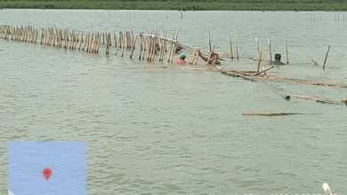 Patok bambu di pantai Tanara, Kabupaten Serang yang disebut bekas budi daya kerang hijau. Foto: Yono