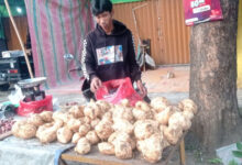 Salah satu komoditas palawija di Kabupaten Lebak. Foto: LKBN Antara