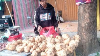 Salah satu komoditas palawija di Kabupaten Lebak. Foto: LKBN Antara