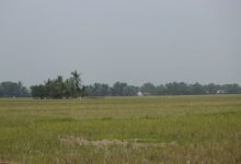 Hamparan tanaman padi yang mengalami kekeringan akibat kemarau. Foto Nana Amdan