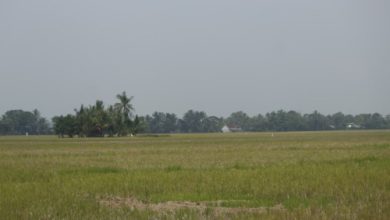 Hamparan tanaman padi yang mengalami kekeringan akibat kemarau. Foto Nana Amdan