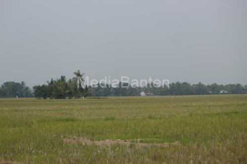 Hamparan tanaman padi yang mengalami kekeringan akibat kemarau. Foto Nana Amdan