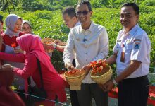 Pj Gubenur DKI Jakarta, Heru Budi Hartono panen cabai serentak. Foto: Diskominfotik DKI Jakarta