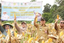 Pj Bupati Tangerang, Andi Ony Prihartono melakukan panen jagung. Foto: Iqbal Kurnia