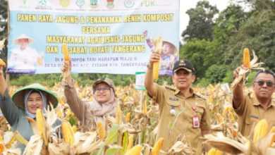 Pj Bupati Tangerang, Andi Ony Prihartono melakukan panen jagung. Foto: Iqbal Kurnia