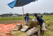 Panen padi di Banten. Foto: Antara