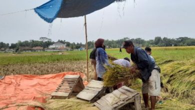 Panen padi di Banten. Foto: Antara
