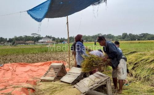 Panen padi di Banten. Foto: Antara