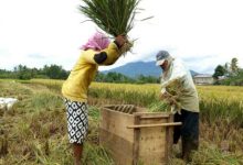 Panen padi di daerah Pandeglang. Foto: Istimewa