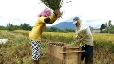 Panen padi di daerah Pandeglang. Foto: Istimewa