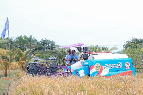Panen padi unggulan yang berhasil dikembangkan di Provinsi Banten. Foto Biro Adpim Banten