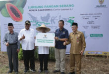 Panen Raya Pepaya California di Sindangsari, Kabupaten Serang. Foto: Biro Adpim Banten