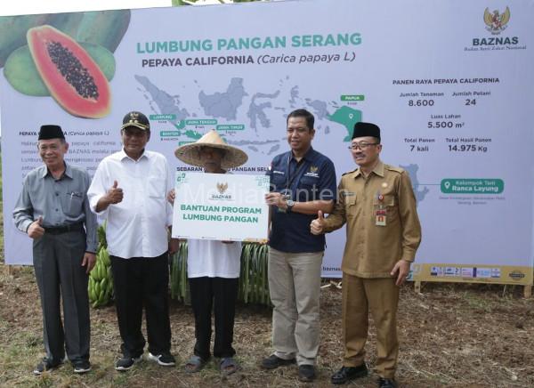 Panen Raya Pepaya California di Sindangsari, Kabupaten Serang. Foto: Biro Adpim Banten