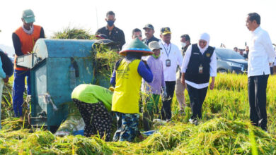 Presiden saksikan panen raya padi di Ngawi, Jawa Timur. Foto: Setkab RI