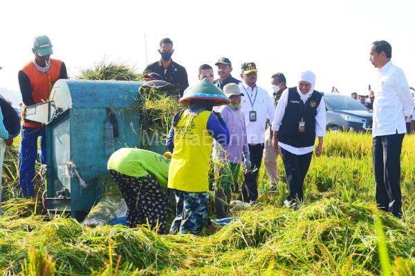 Presiden saksikan panen raya padi di Ngawi, Jawa Timur. Foto: Setkab RI