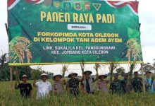 Panen raya padi di Kampung Sukalila, Kelurahan Panggungrawi, Kota cilegon. Foto Daeng Yusvin