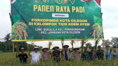 Panen raya padi di Kampung Sukalila, Kelurahan Panggungrawi, Kota cilegon. Foto Daeng Yusvin