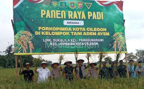 Panen raya padi di Kampung Sukalila, Kelurahan Panggungrawi, Kota cilegon. Foto Daeng Yusvin