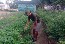 Pemanfaat pangan lokal untuk SPPG Lebak. Foto: Antara