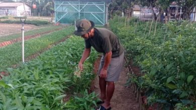 Pemanfaat pangan lokal untuk SPPG Lebak. Foto: Antara