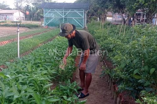 Pemanfaat pangan lokal untuk SPPG Lebak. Foto: Antara