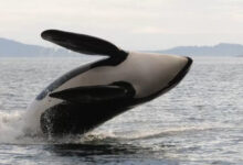 Ib Paus Orca atau Paus Pembunuh. Foto: BBC Indonesia